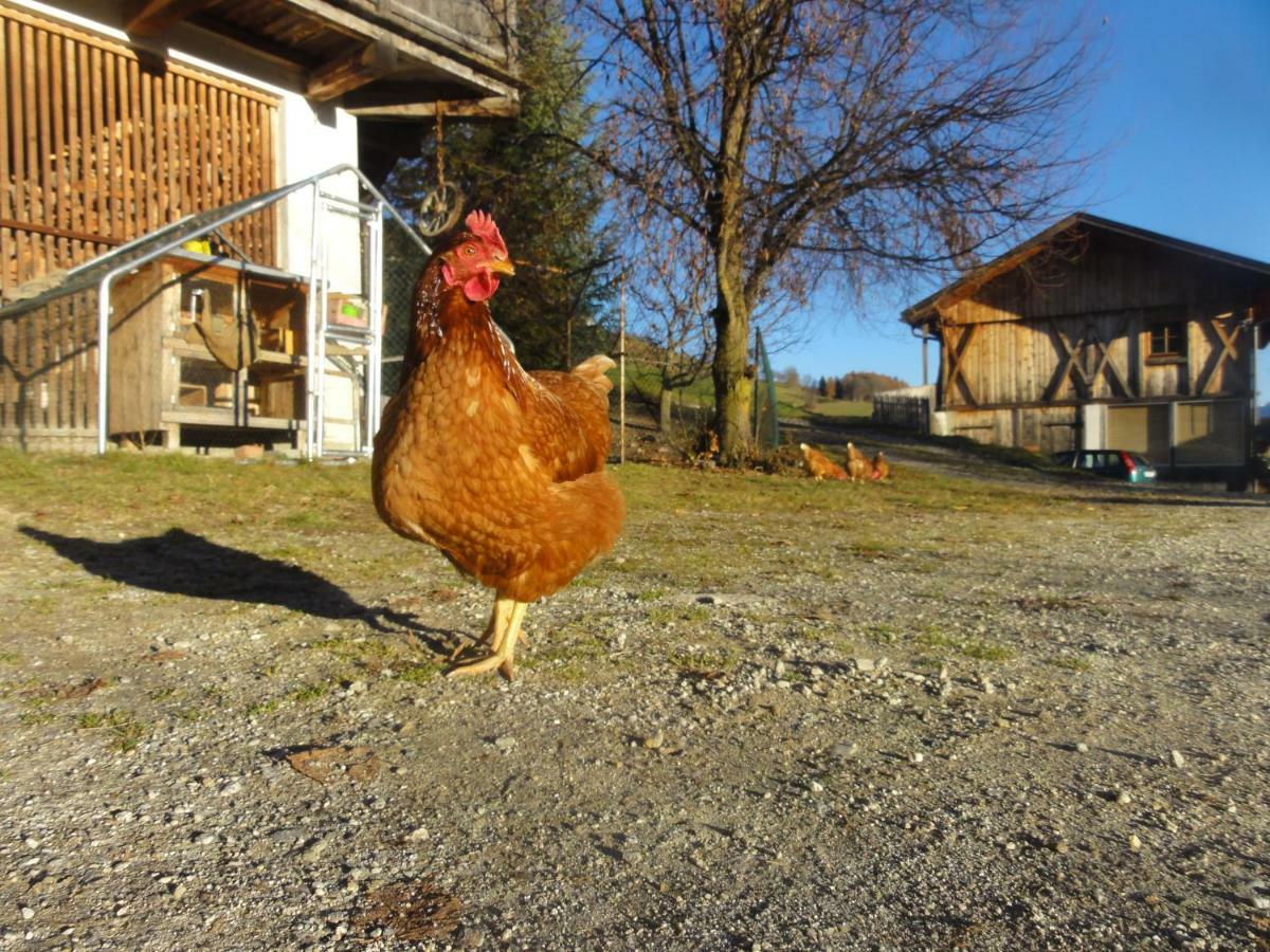 Mair am Graben Farm * Chalets Terento Dış mekan fotoğraf
